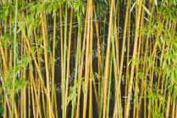 Bambu Nedir? Bambudan Neler Yapılır?