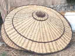 Saz Şemsiye