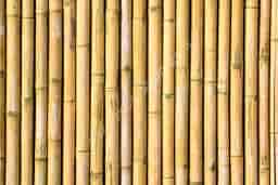 Bambu Nedir? Bambudan Neler Yapılır?