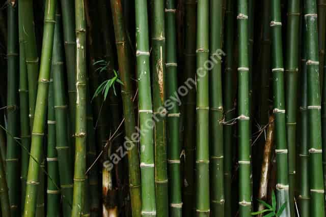 Bambu Nedir? Bambudan Neler Yapılır?