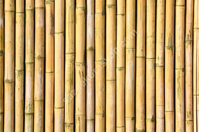 Bambu Nedir? Bambudan Neler Yapılır?