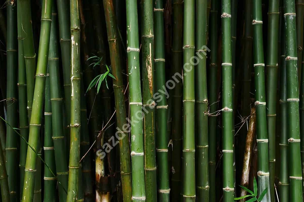 Bambu Nedir? Bambudan Neler Yapılır?