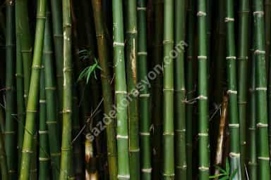 Bambu Nedir? Bambudan Neler Yapılır?