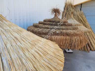 Saz Şemsiye