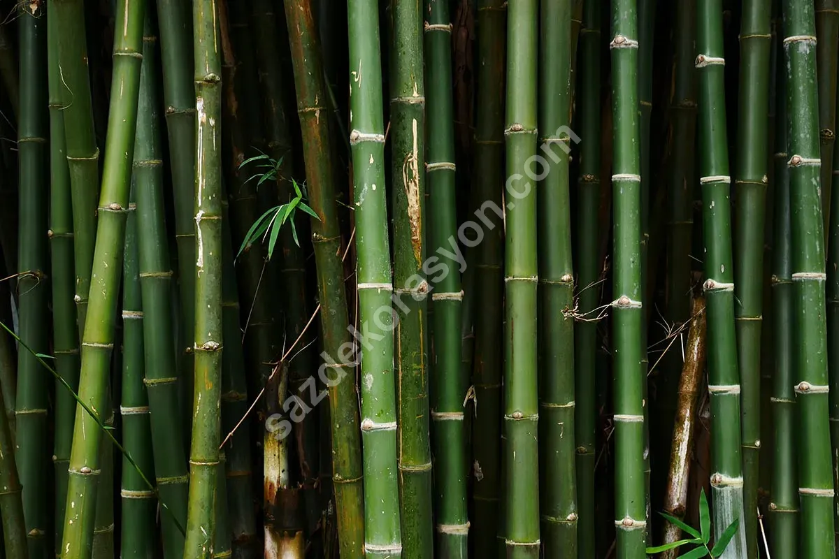 Bambu