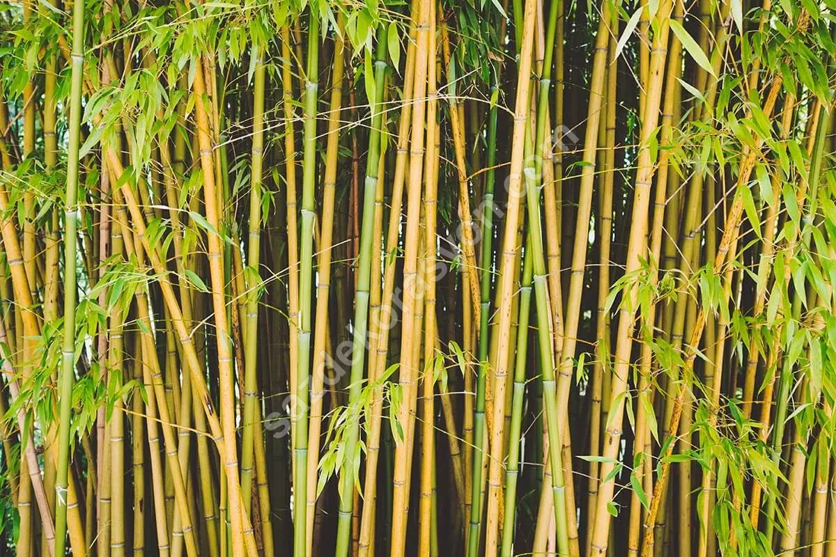 Bambu