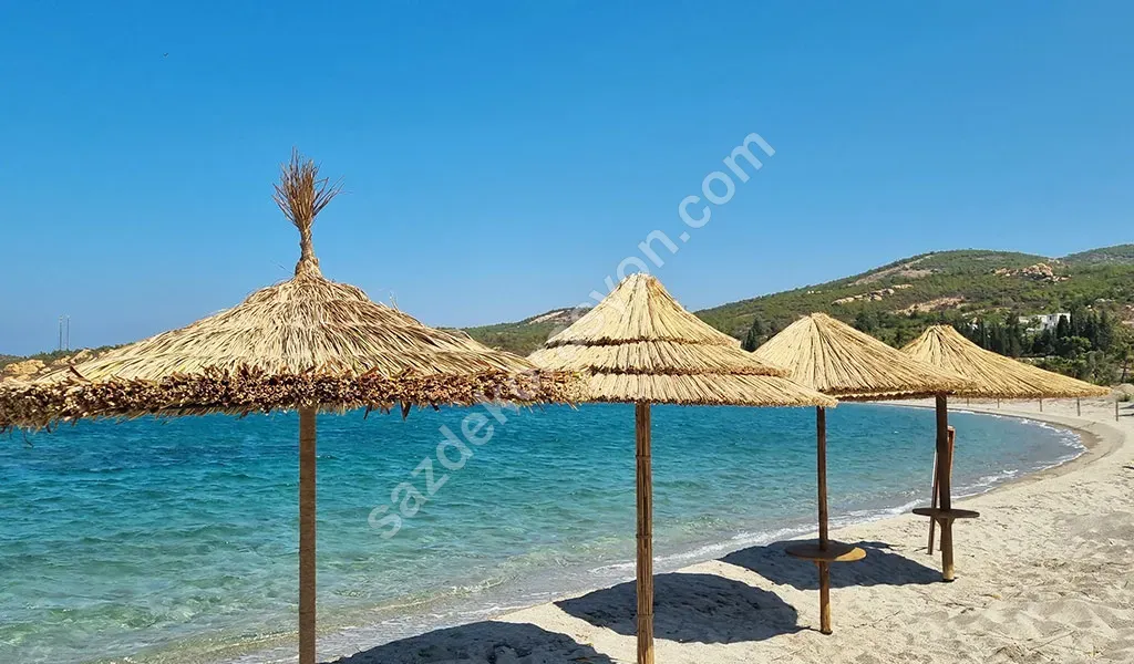 Kamış
